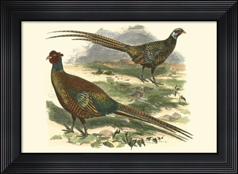 Framed Bohemian Pheasant Print