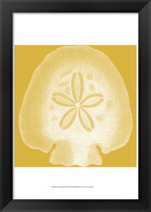 Framed Saturated Shells I Print