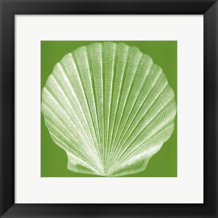 Framed Saturated Shells II Print