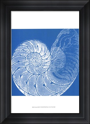 Framed Saturated Shells IV Print