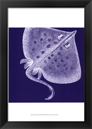 Framed Saturated Sealife III Print