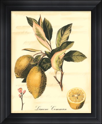 Framed Custom Tuscan Fruits II (AO) Print