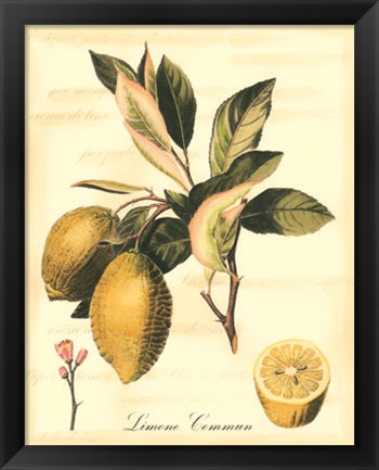 Framed Custom Tuscan Fruits II (AO) Print