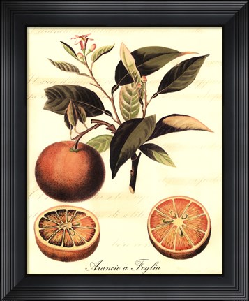 Framed Custom Tuscan Fruits III (AO) Print