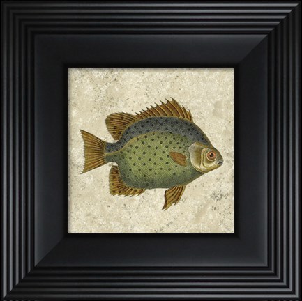 Framed Butterfly Fish II Print