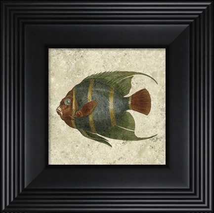 Framed Angel Fish I Print