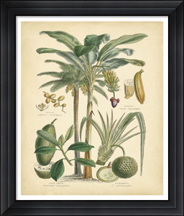 Framed Fruitful Palm II Print