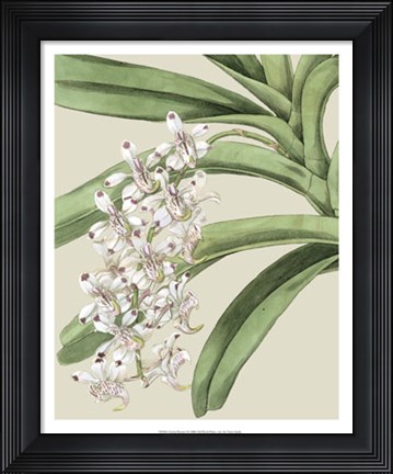 Framed Orchid Blooms I Print