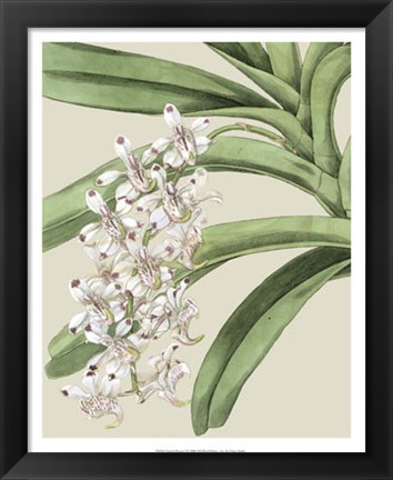 Framed Orchid Blooms I Print