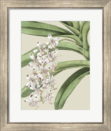 Framed Orchid Blooms I Print