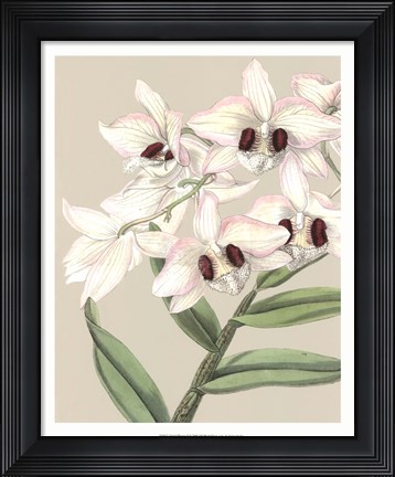 Framed Orchid Blooms II Print