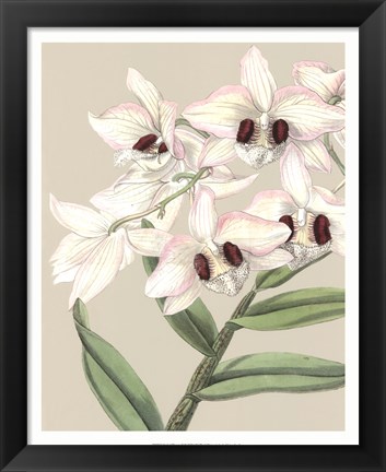 Framed Orchid Blooms II Print