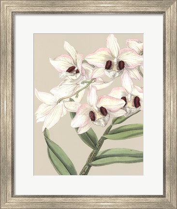 Framed Orchid Blooms II Print