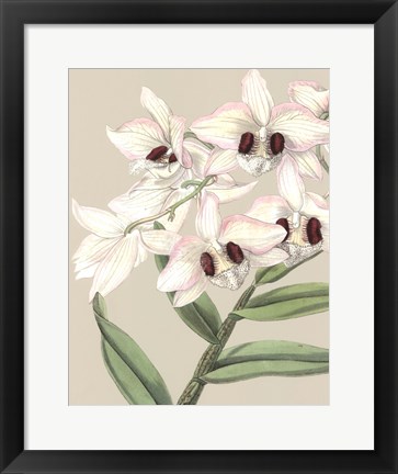 Framed Orchid Blooms II Print