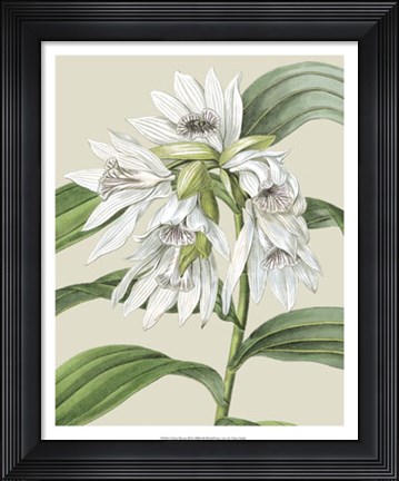 Framed Orchid Blooms III Print