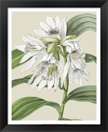 Framed Orchid Blooms III Print