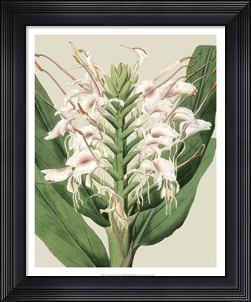 Framed Orchid Blooms IV Print
