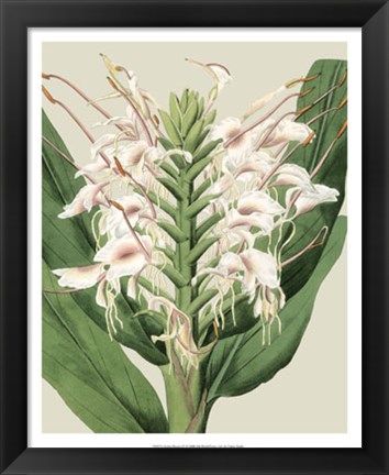 Framed Orchid Blooms IV Print