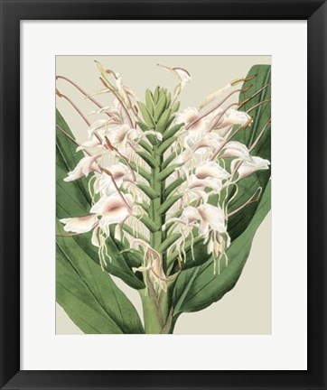 Framed Orchid Blooms IV Print