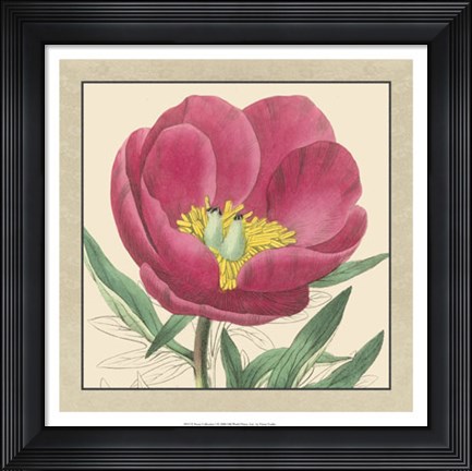 Framed Peony Collection I Print