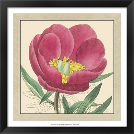 Framed Peony Collection I Print