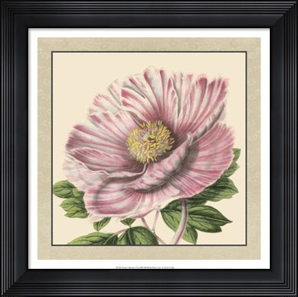 Framed Peony Collection II Print
