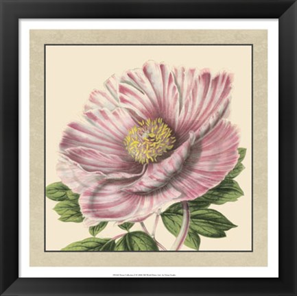 Framed Peony Collection II Print