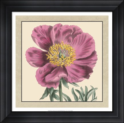 Framed Peony Collection III Print