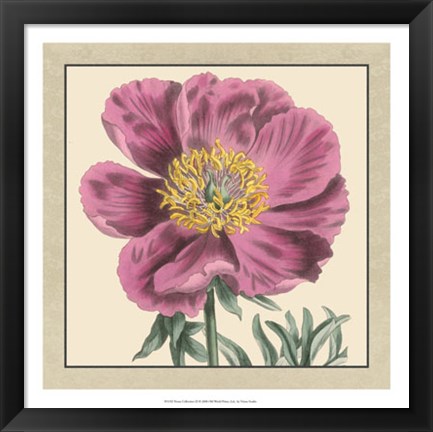 Framed Peony Collection III Print