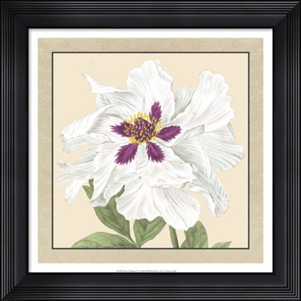 Framed Peony Collection IV Print