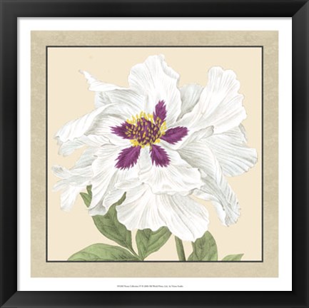 Framed Peony Collection IV Print