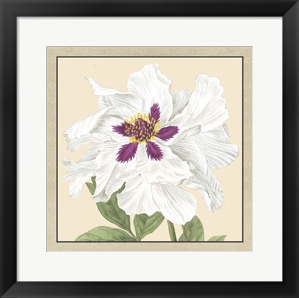 Framed Peony Collection IV Print
