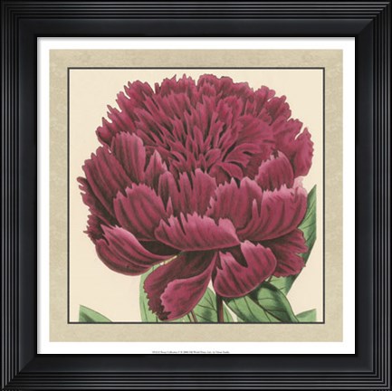 Framed Peony Collection V Print