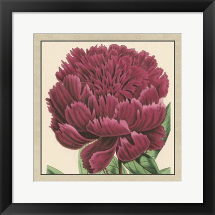 Framed Peony Collection V Print