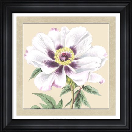 Framed Peony Collection VI Print