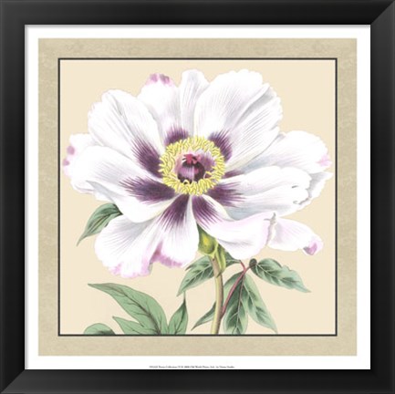 Framed Peony Collection VI Print