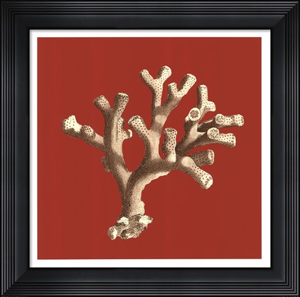 Framed Coral on Red II Print