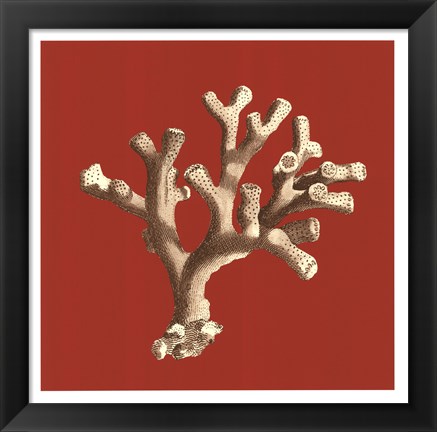 Framed Coral on Red II Print