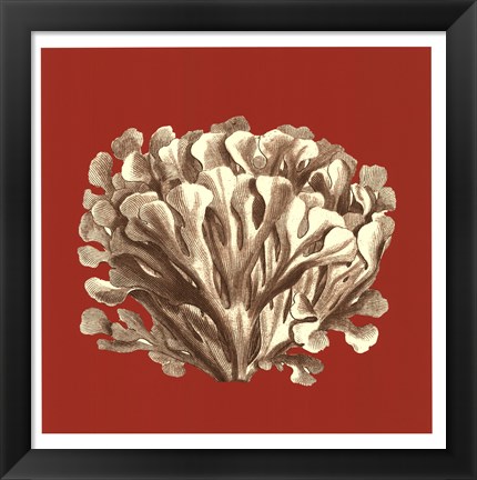 Framed Coral on Red III Print