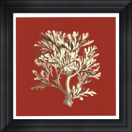 Framed Coral on Red IV Print