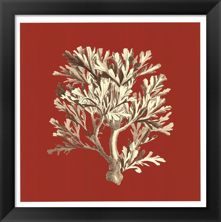 Framed Coral on Red IV Print