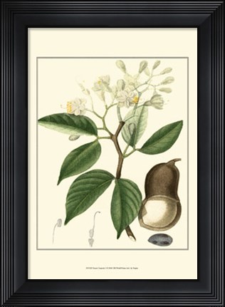 Framed Tropicals I Print