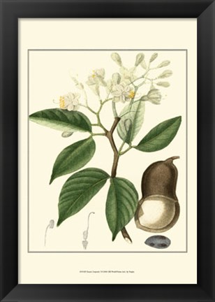 Framed Tropicals I Print