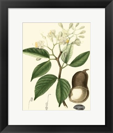 Framed Tropicals I Print