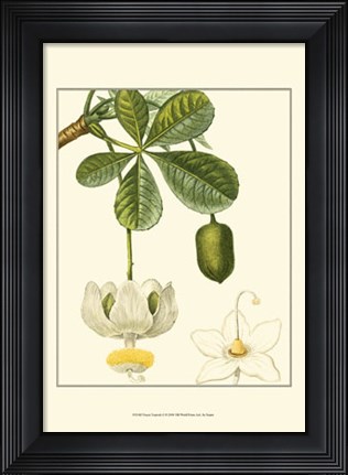 Framed Tropicals II Print