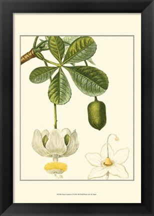 Framed Tropicals II Print