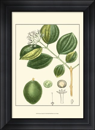 Framed Turpin Tropicals III Print