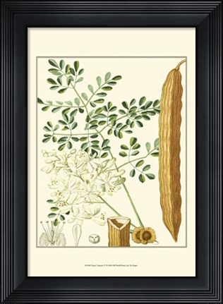 Framed Tropicals IV Print