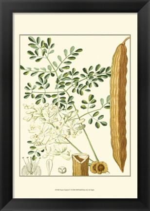 Framed Tropicals IV Print