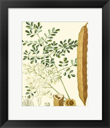 Framed Tropicals IV Print
